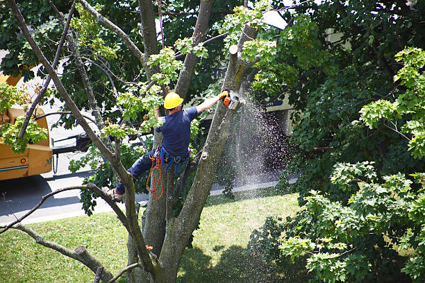 How Our Tree Care Process Works  in  Luther, OK